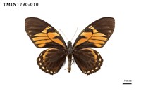 藏品(外國蝴蝶)的圖片